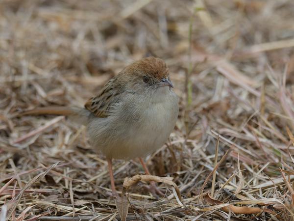 <h3>Cisticola chiniana / Rattling cisticola / Ratelgraszanger</h3>OM-1 Mark II with OLYMPUS M.300mm F4.0, 1/2000 sec at F4.0, ISO 2500, distance 4.21 m